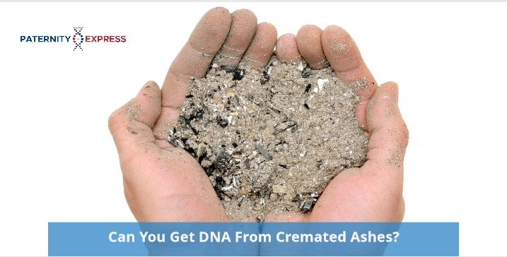 Can you get DNA from cremated ashes